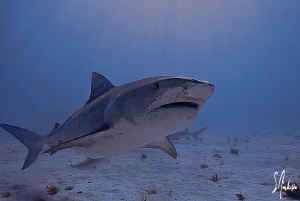 This image was taken while diving at Tiger Beach, the wat... by Steven Anderson 